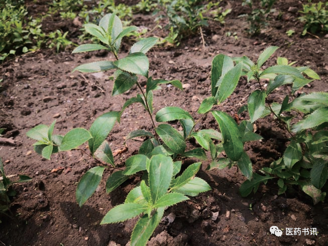 Comprehensive Guide to Chinese Medicinal Resources