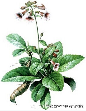 Herbal Medicine | Shudi (Rehmannia Glutinosa)