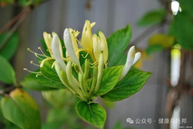 The Magical Effects of Honeysuckle on the Body: What You May Not Know