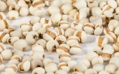 Medicinal and Edible Properties of Coix Seed