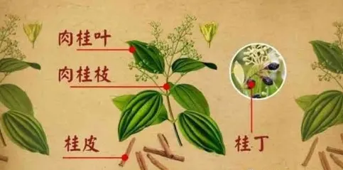 Daily Learning of Chinese Herbs - Cinnamon
