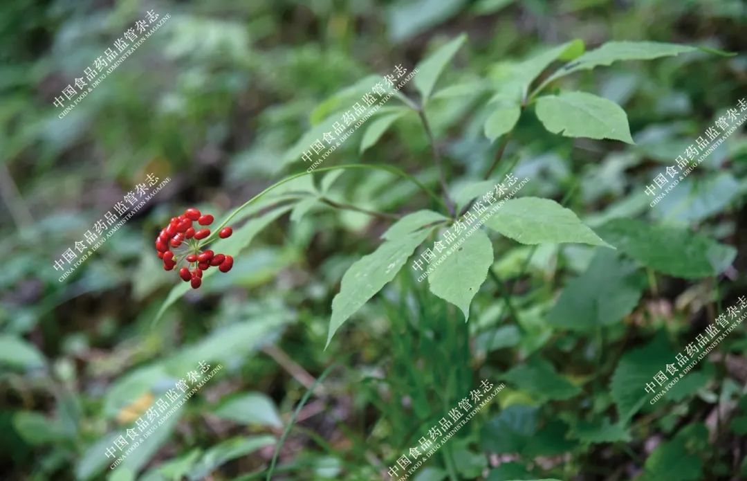 Exploring the Essence of Traditional Chinese Medicine: Ginseng