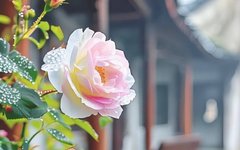 15 Health Tips for Daily Wellness: Learn a Little Each Day for Better Health