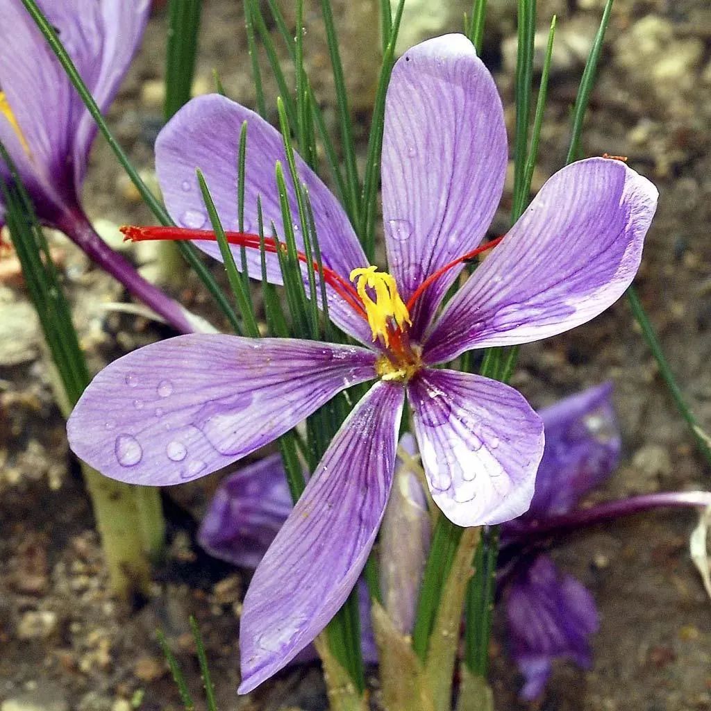 Distinguishing Between Honghua (Safflower) and Zanghonghua (Saffron) in Traditional Chinese Medicine