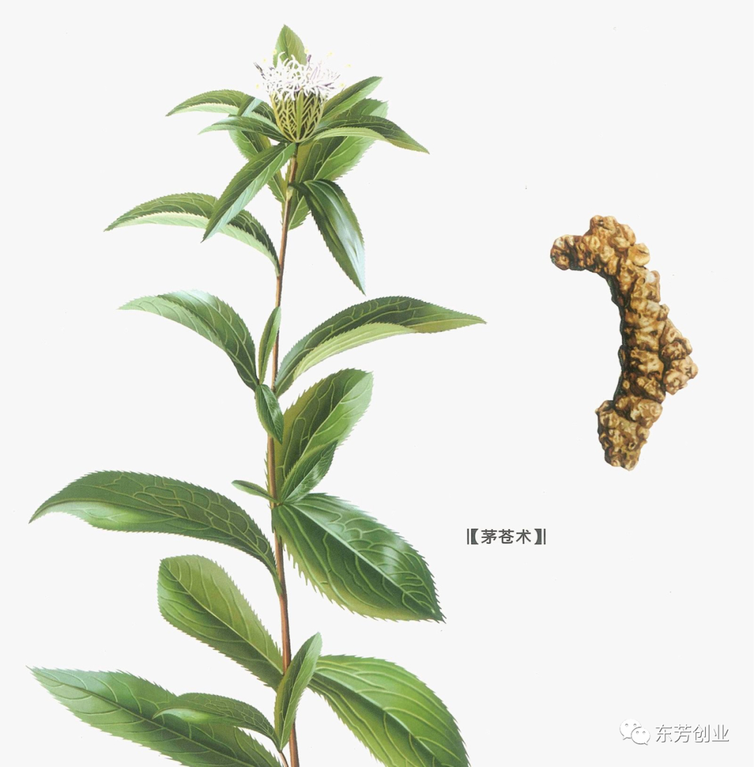 The Efficacy and Functions of Cang Zhu (Atractylodes Lancea)