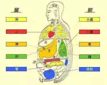 The Functionality of the Six Fu Organs in Traditional Chinese Medicine