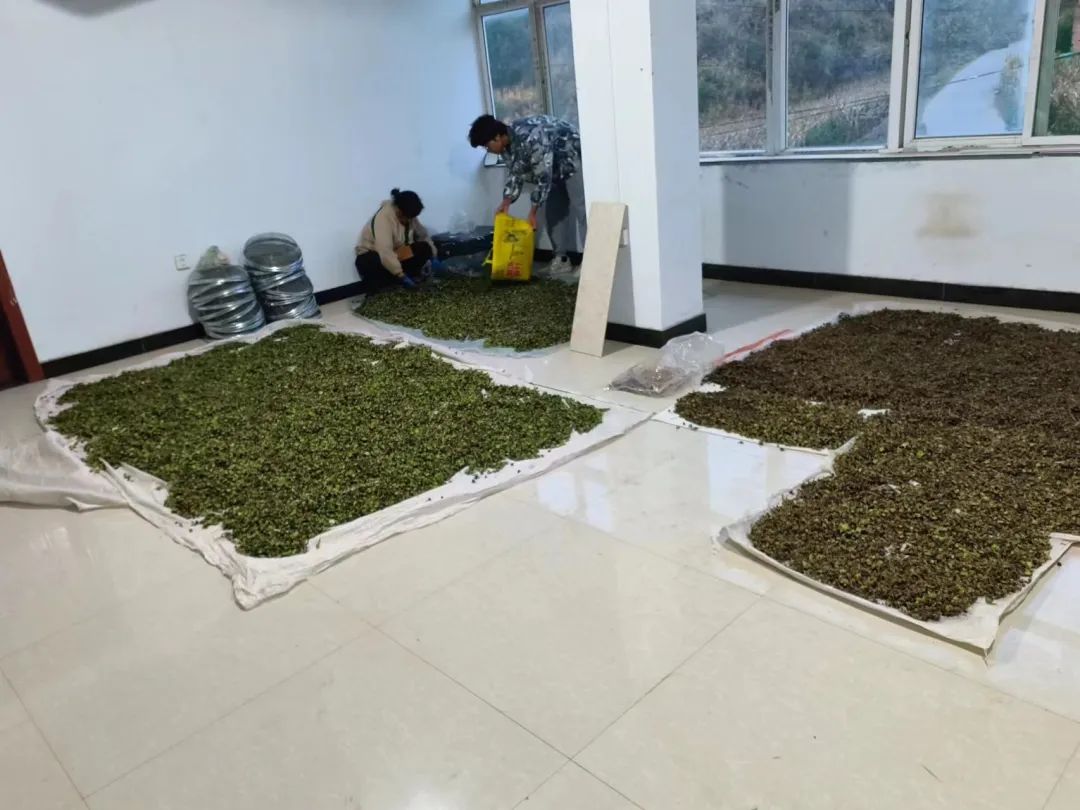 Cultivation of Medicinal Plants: A Focus on Codonopsis