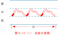 Illustrated Guide to 28 Dynamic Pulse Diagnoses in Traditional Chinese Medicine
