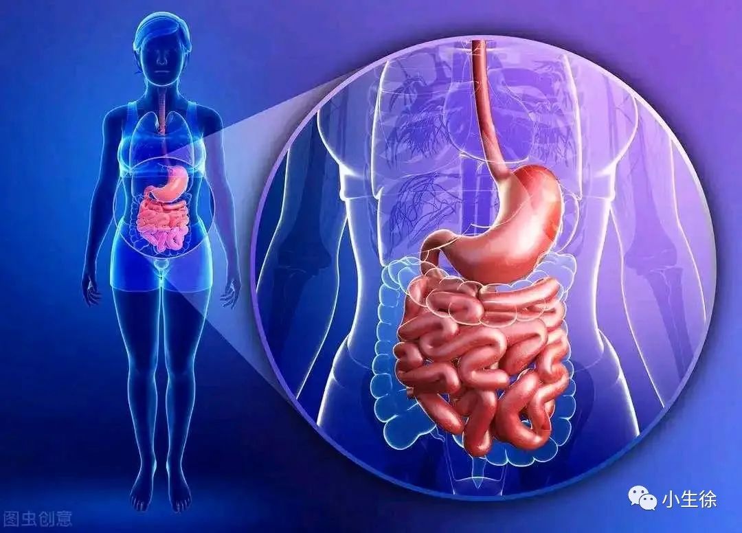 The Six Fu Organs: Gallbladder, Stomach, Small Intestine, Large Intestine, Bladder, and San Jiao