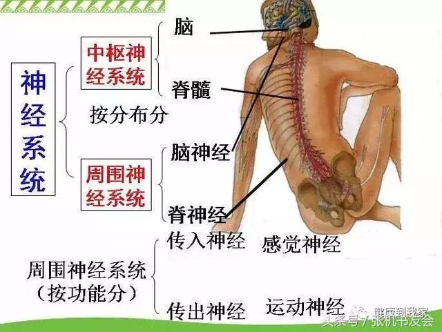 Understanding Traditional Chinese Medicine: The Five Organs and Six Bowels Explained! (Including Eight Major Systems)