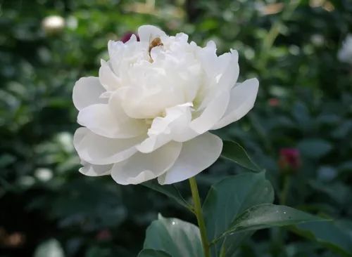 Discussion on the Analgesic Effects of Bai Shao (White Peony Root)