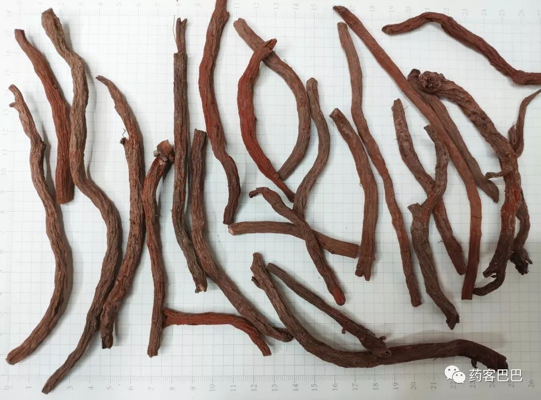 In-Depth Understanding of Dan Shen (Salvia miltiorrhiza)