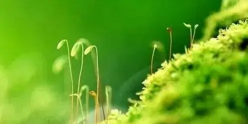 Daoist Guiding Method for Rejuvenation