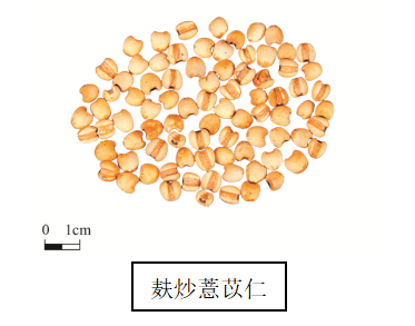 The Efficacy and Consumption Methods of Coix Seed (Yi Yi Ren)