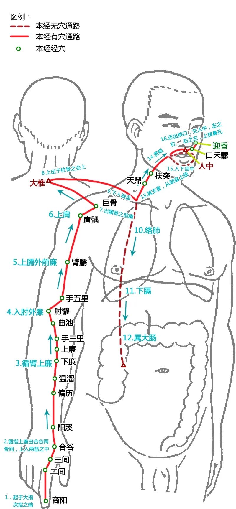 The Pathways of the Twelve Meridians and Acupuncture Points (Answer Version)