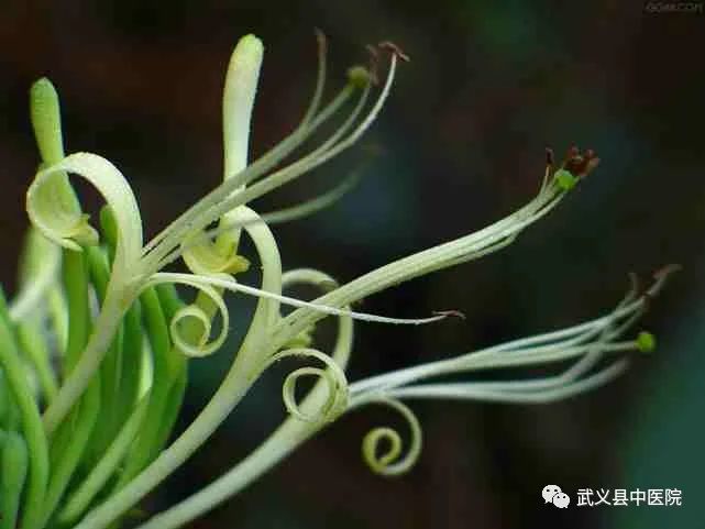 Weekly Herbal Insights: Understanding Honeysuckle in TCM