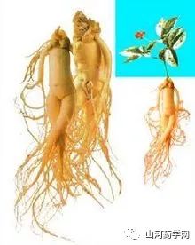 Traditional Chinese Medicine: Ginseng (Rén Shēn)