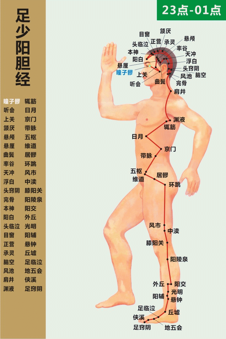 Diagram of the Twelve Meridians (Latest)