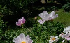 Understanding Bai Shao (White Peony) in Traditional Chinese Medicine