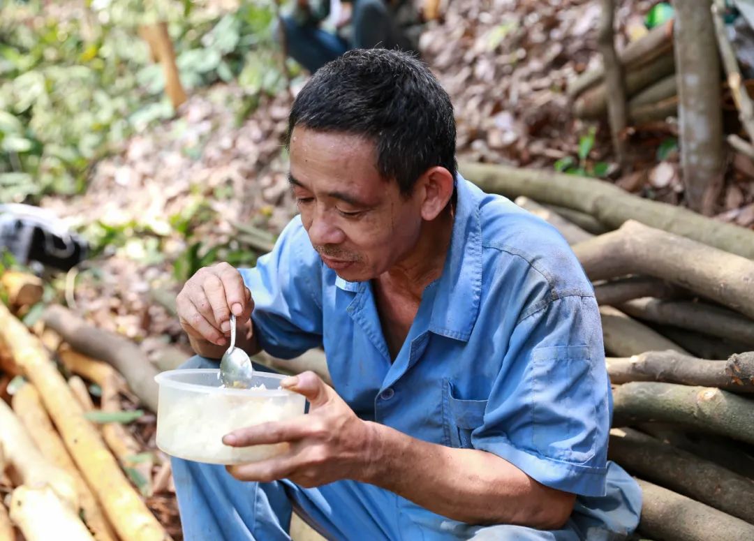 Harvesting Cinnamon: A Journey into the Heart of Traditional Cinnamon Farming