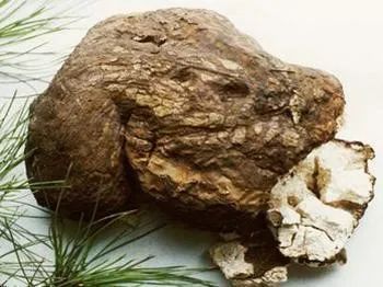 The Dual Role of Poria: Medicinal and Culinary Uses