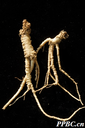 Weekly Herb: 'The Ruler of Central Equilibrium'