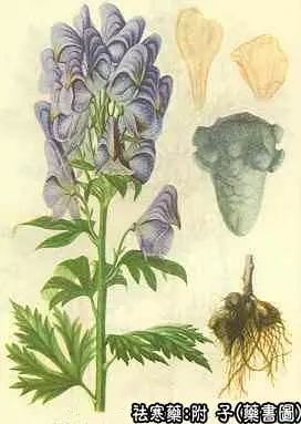 Chinese Medicinal Herb: Fu Zi (Aconite)