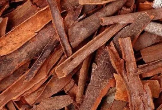 The Efficacy and Functions of Cinnamon: Strengthening Yang, Dispelling Cold, and Alleviating Pain