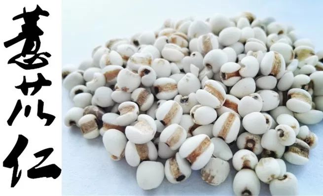 The Benefits of Coix Seed: Awakening the Spleen and Transforming Dampness