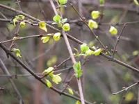 The Efficacy and Functions of Lian Qiao (Forsythia Suspensa)