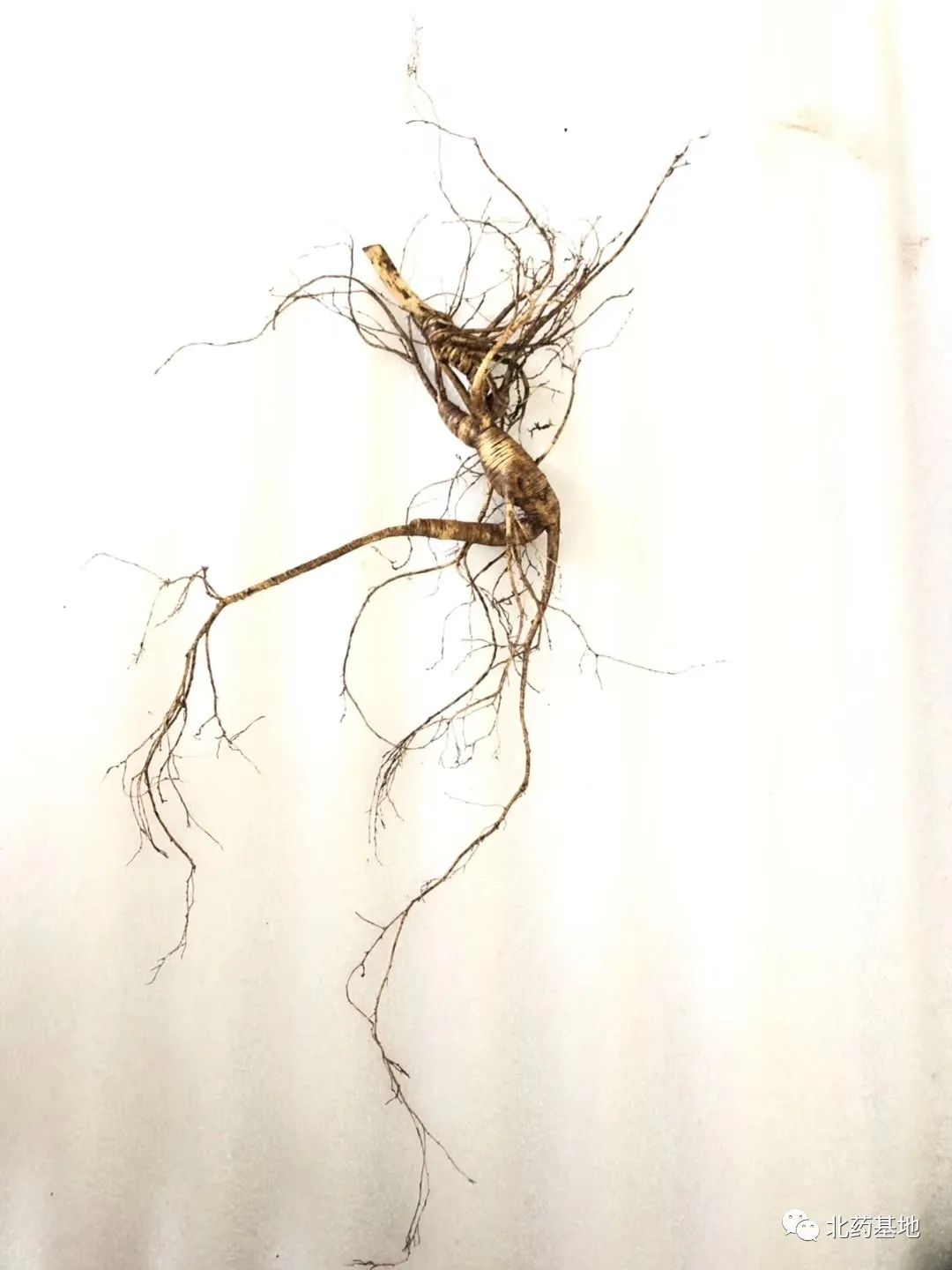 Ginseng | A Comprehensive Guide to Classification