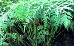 Traditional Chinese Medicine: Chuanxiong (Ligusticum Chuanxiong)
