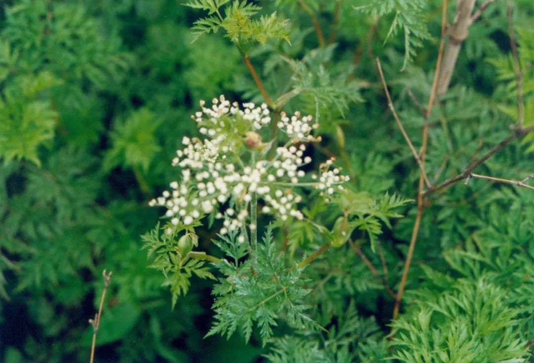 The Supreme Blood Nourishing Herb: A Universal Remedy for All Blood Disorders