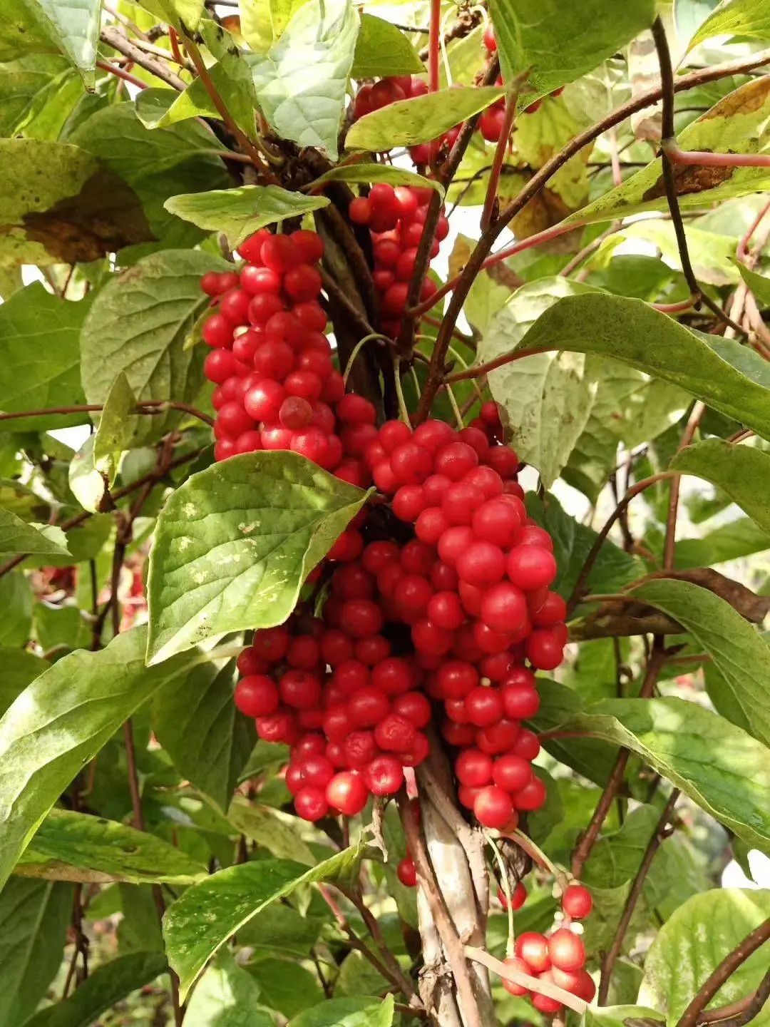 Exploring Chinese Medicinal Herbs: A Journey into the Compendium of Materia Medica (Part II)