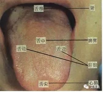 Understanding Disease Through Tongue Diagnosis in Traditional Chinese Medicine