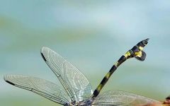 The Therapeutic Benefits of Dragonflies in Traditional Chinese Medicine: Strengthening Kidney Yang and Enhancing Essence