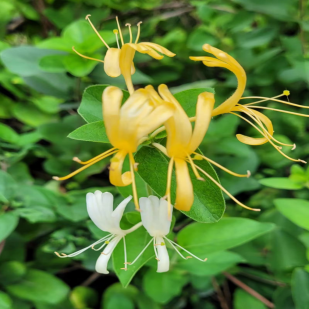 Honeysuckle: A Traditional Chinese Medicine Perspective