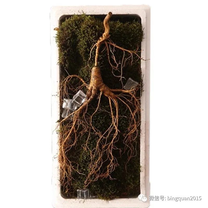 The Remarkable Effects of Ginseng: Top Ten Benefits