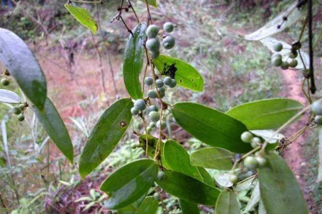 Daily Herb: Poria (Fú Línɡ)