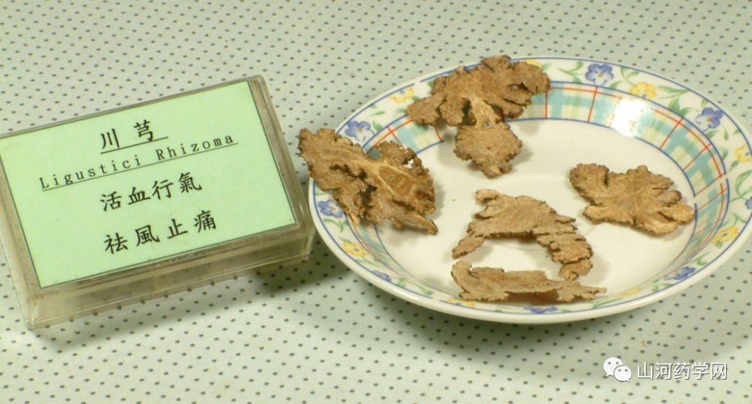 Traditional Chinese Medicine: Chuanxiong (Ligusticum Chuanxiong)