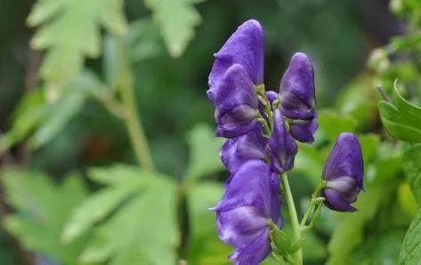 Aconite (Fu Zi) - Properties, Uses, and Preparation in Traditional Chinese Medicine