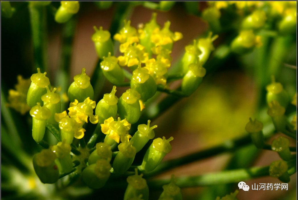 Traditional Chinese Medicine: Chuanxiong (Ligusticum Chuanxiong)