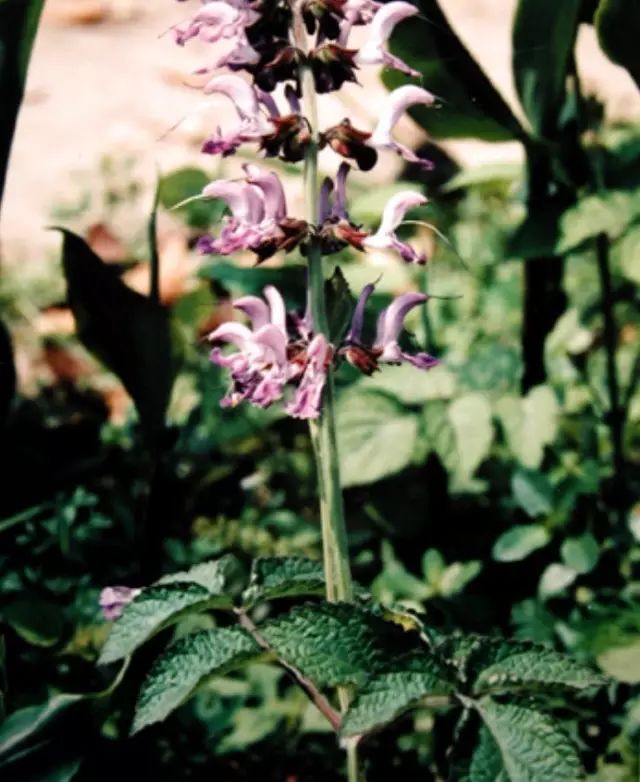 The Ultimate Blood Activator: Dan Shen (Salvia miltiorrhiza)