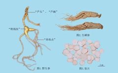 Understanding the Classification of Ginseng for Better Health Benefits