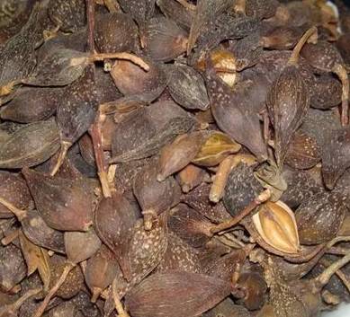 What is Lian Qiao and What are its Effects and Functions?