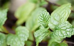 8 Common Chinese Herbs for Clearing Heat and Detoxification: The Divine Medicine