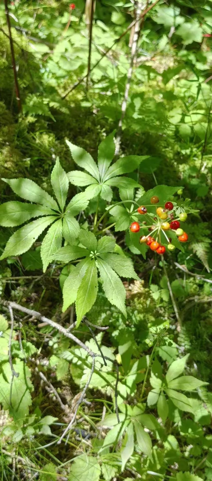 Understanding a Chinese Herbal Medicine Each Day: Ginseng
