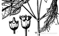 Traditional Chinese Medicine: Ginseng