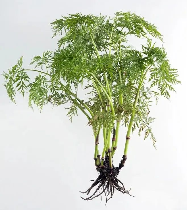 Chuanxiong (Ligusticum chuanxiong): A Blood and Qi Herb for Dispelling Wind-Damp and Relieving Headaches