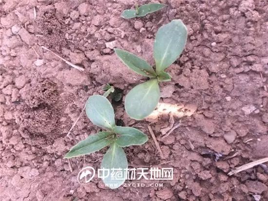 The Market Trends of Bei Cang Zhu (Atractylodes macrocephala) and Its Future Prospects
